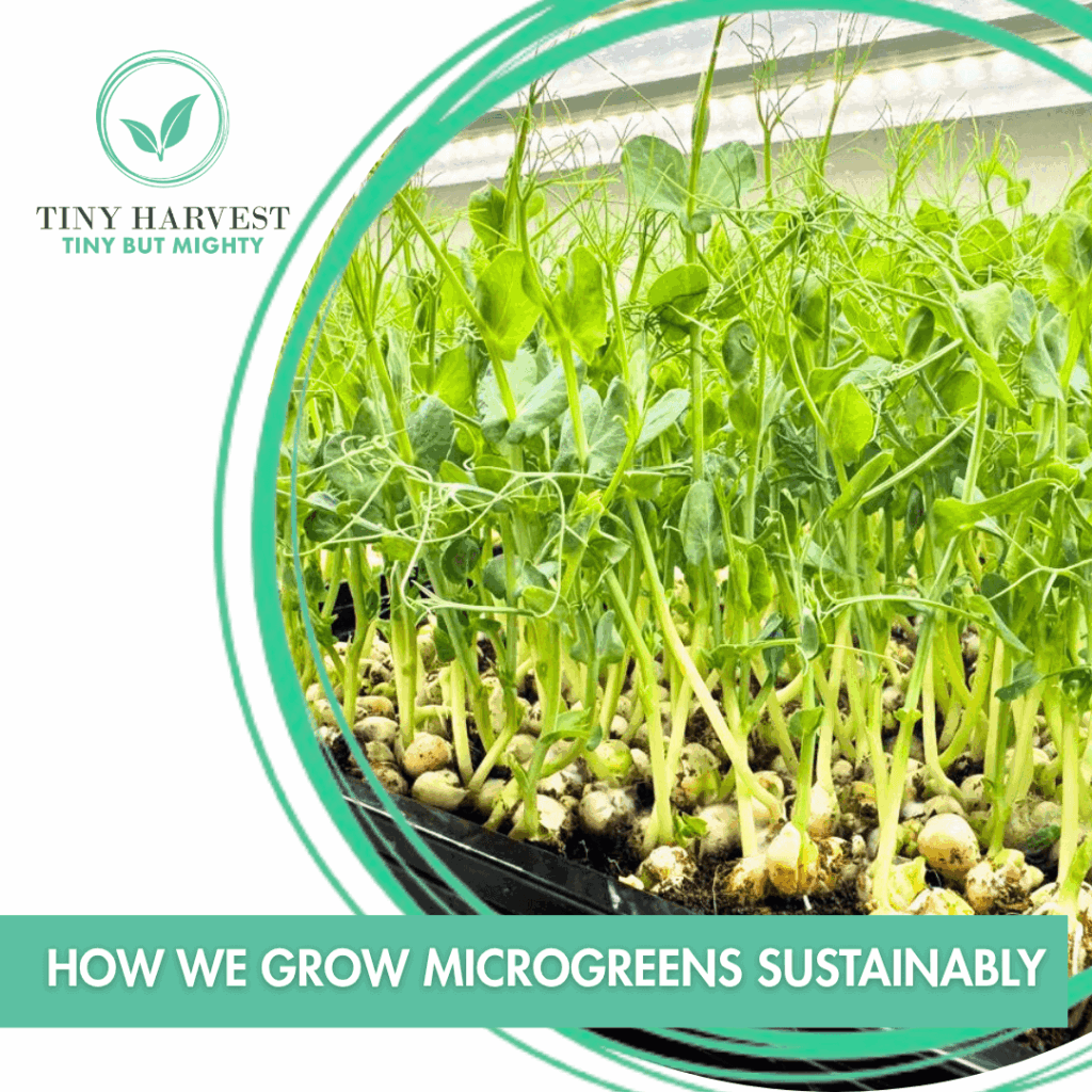 August Fresh from the Farm - How We Grow Microgreens Sustainably