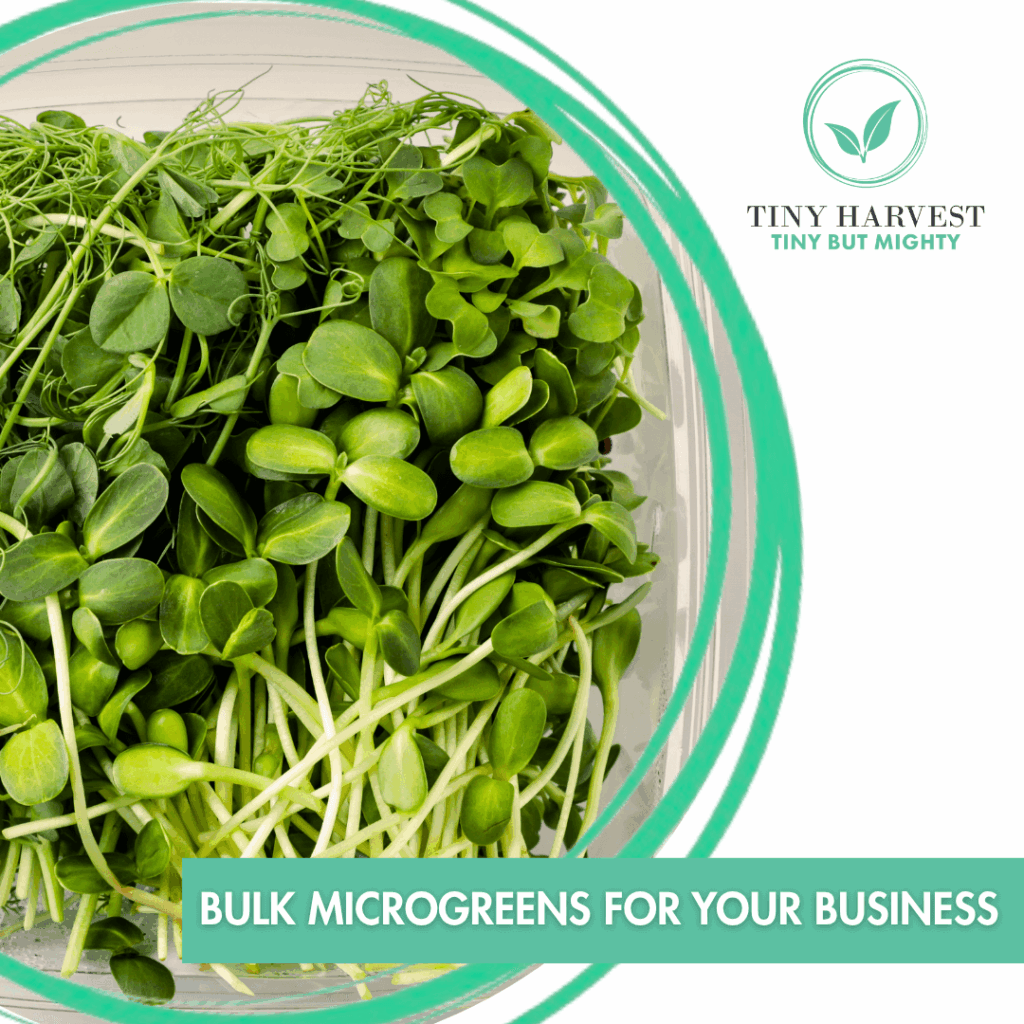 Bulk Microgreens for Your Business - A Fresh Competitive Edge