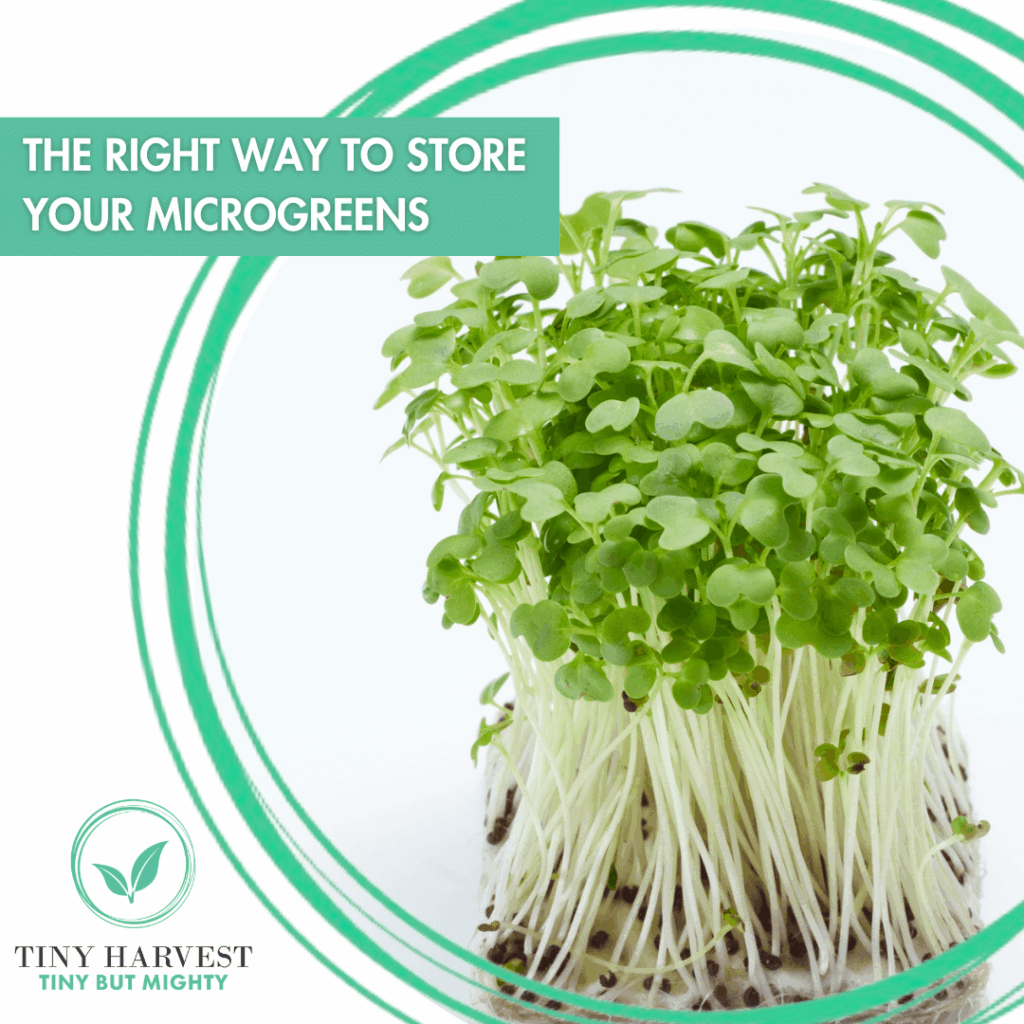 How to Store and Use Microgreens to Maximise Freshness