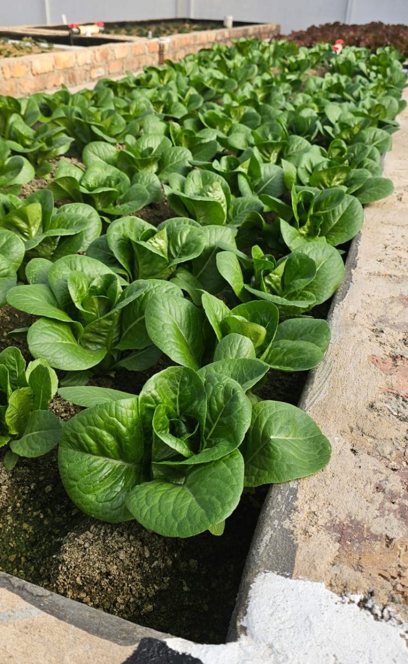 Aquaponics at Tiny Harvest