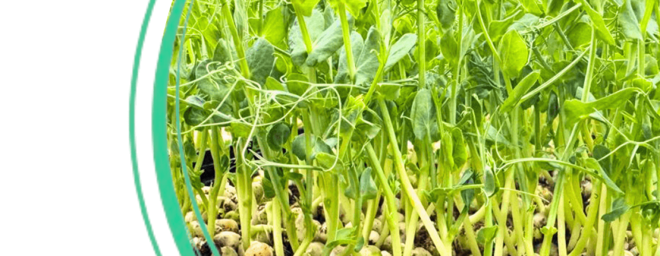 August Fresh from the Farm - How We Grow Microgreens Sustainably