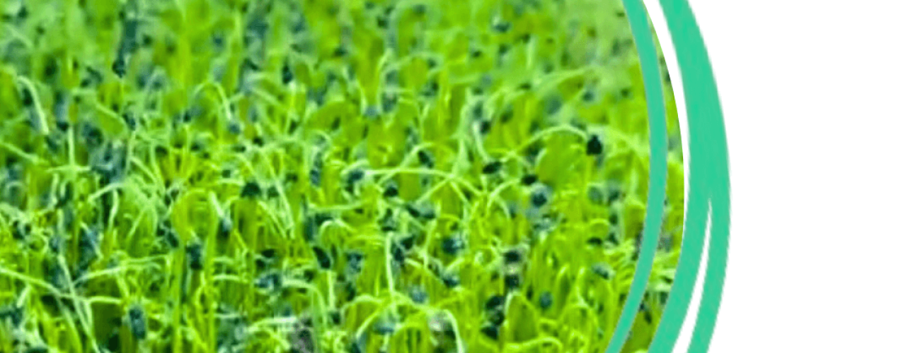 The Environmental Impact of Choosing Local Produce
