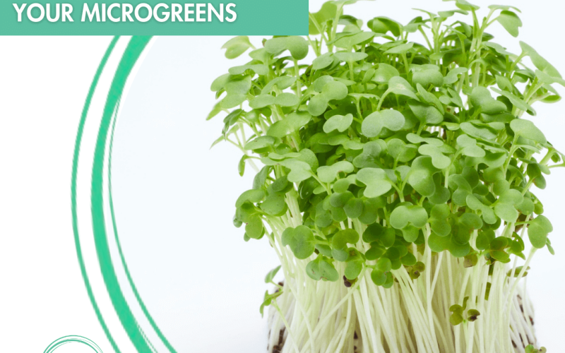 How to Store and Use Microgreens to Maximise Freshness