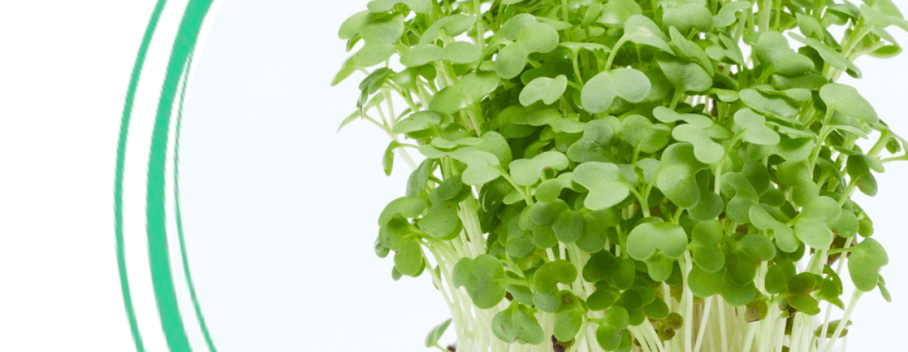 How to Store and Use Microgreens to Maximise Freshness