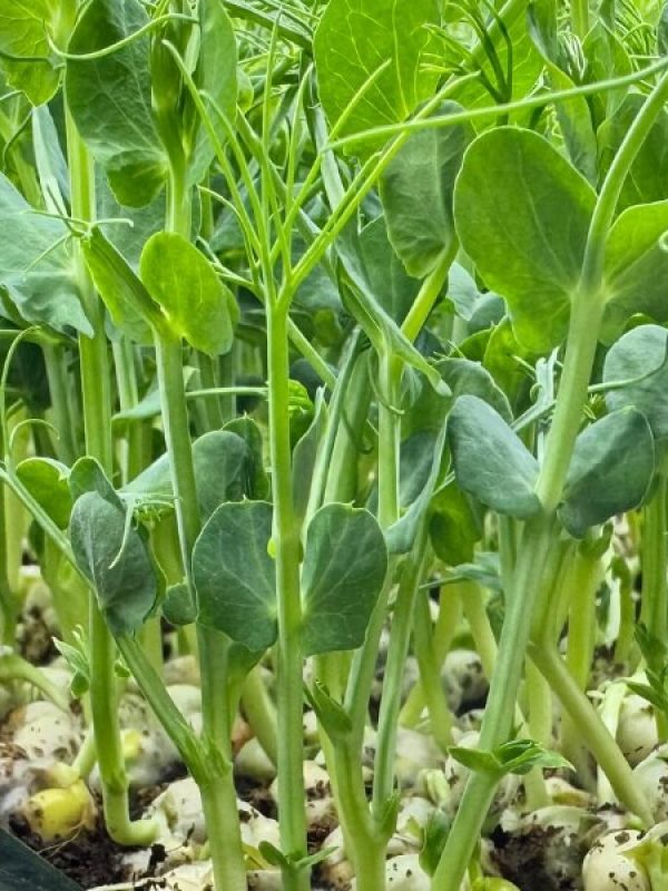 Tiny Harvest Images (1)