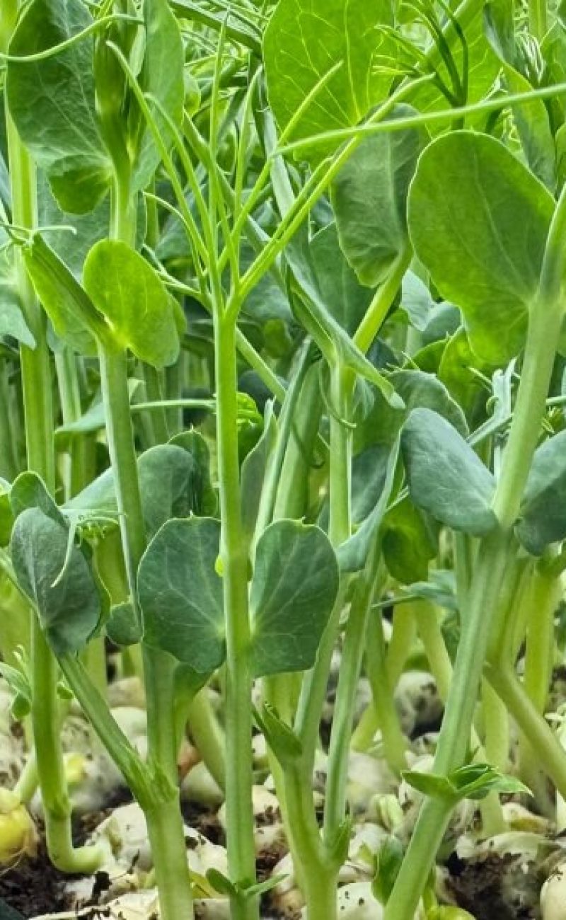 Tiny Harvest Images (1)