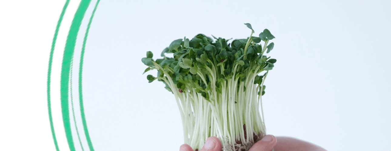 From Farm to Service - How Reliable Supply Supports Professional Kitchens