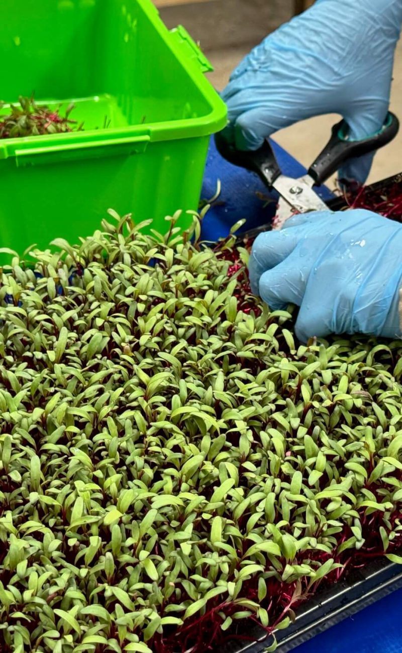 Tiny Harvest Microgreens harvest 20 (1)