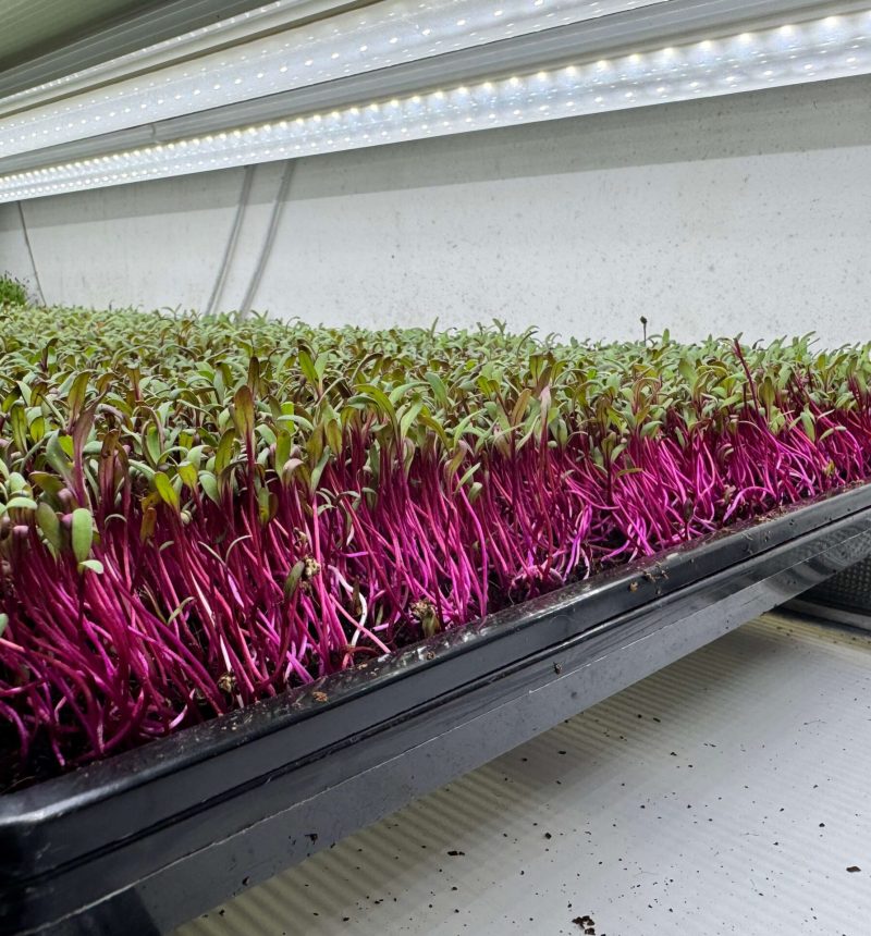 Tiny Harvest Microgreens harvest 8 (1)
