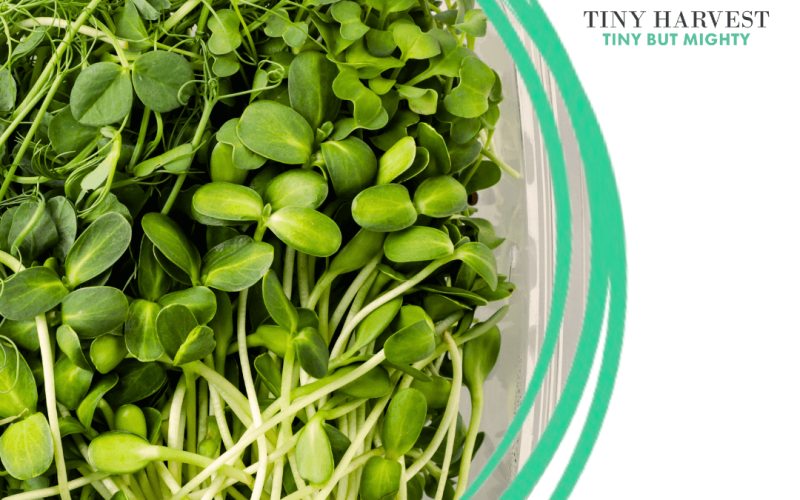 Bulk Microgreens for Your Business - A Fresh Competitive Edge