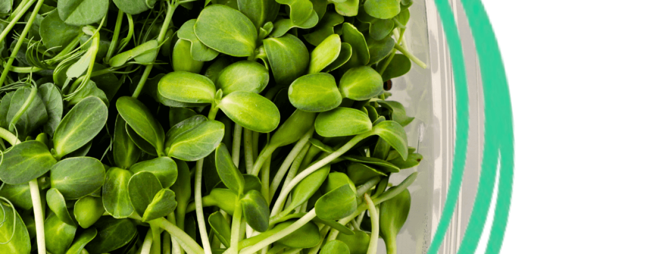 Bulk Microgreens for Your Business - A Fresh Competitive Edge